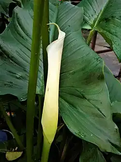 Closed inflorescence