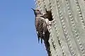 Gilded flicker by nest hole in saguaro cactus