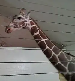 Giraffe