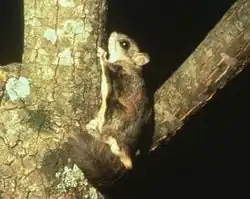 Brown squirrel