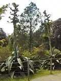 Agave buds in Glendurgan in May 2004, about 8&nbsp;ft in height