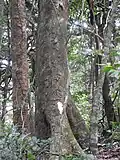 Trunk and bark
