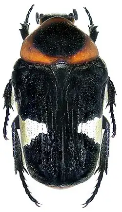 Glycyphana horsfieldi