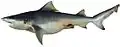 Speartooth shark (G. glyphis)