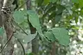 G. edule leaves