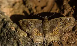 Caprona ransonnetii
