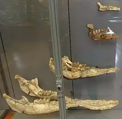 Ontogeny at the Gallery of Paleontology and Comparative Anatomy, Paris.