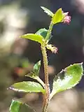 Photo part 1/2. Hairs in lines along second highest internode evident. Toothed margins of leaves can be seen.