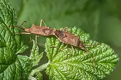 Mating