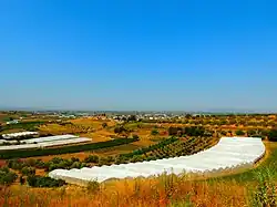 Agriculture in Çlirim