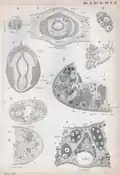 Plate 4 of the book