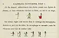 Grammaire égyptienne, chapter I, p. 8