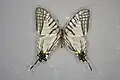 Spectacle swordtail Graphium mandarinus
