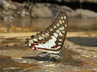 Ventral view