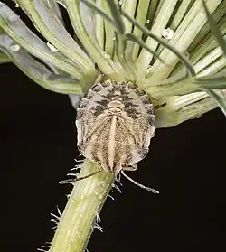 Nymph