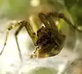 Agelenopsis in web built on grass, with prey