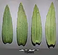 Leaves
