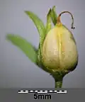 Fruit