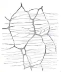 The myenteric plexus from the rabbit. X 50.