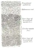 Vertical section of bladder wall