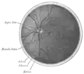 The interior of the posterior half of the left eyeball