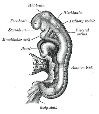 Embryo between eighteen and twenty-one days.