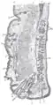 Sagittal section through the upper eyelid.