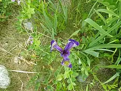 Iris hookeri