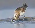 Feeding, at Kutch, India
