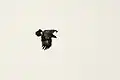 Greater Spotted Eagle (Clanga clanga) from Karaivetti Birds Sanctuary