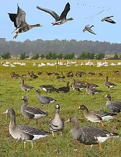 ID composite