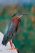 Breeding plumage, with neck retracted