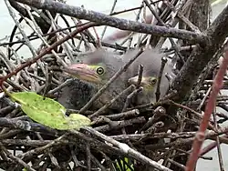 Nestlings