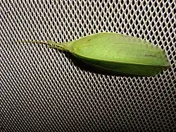 Aegimia elongata
