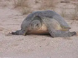 Females laying eggs