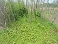 Greenery at Kambalakonda Eco Park