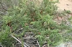 Low spreading shrub
