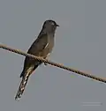 In Kinnerasani Wildlife Sanctuary, Andhra Pradesh, India.