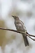 Juvenile