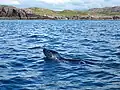 Grey seal near the island
