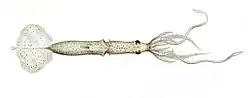 Grimalditeuthis bonplandi