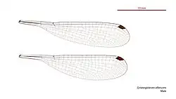 Male wings