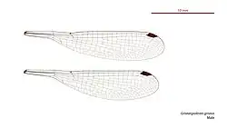 Male wings