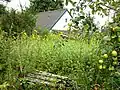 House between grass and apple trees