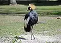 Balearica pavonina in Zoo d'Amiens&nbsp;[fr]