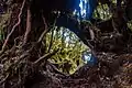 Cloud forest of Irau