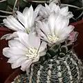 White Flowers