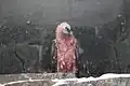 Bearded vulture