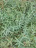 foliage