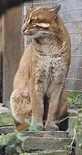 Asian golden cat